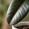 Plante caoutchouc - Ficus Elastica Cloe - Vert - Peu Voir les images du produit 4