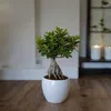 Bonsai - Ficus microcarpa - Wysokość 30-40cm - ⌀12cm Podgląd zdjęcia produktu 6