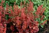 Stauden Gänge 3 x Heuchera Hybride 'Cherry Cola' im 1 Liter Produktbild-Vorschau 3