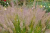 Stauden Gänge 1 x Calamagrostis brachytricha im 1 Liter Produktbild-Vorschau 5