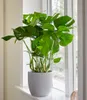 BALDUR Garten 1x Monstera, Pflanze im 12 cm-Topf, Produktbild-Vorschau 1