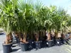 3 Stück XXL Palme winterhart 190 - 220 cm Trachycarpus Produktbild-Vorschau 9