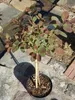 Cotinus coggygria Royal Purple rotlaubiger Perückenstrauch Produktbild-Vorschau 2