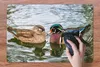 MuchoWow® Schreibtischunterlage Ente - Vögel - Wasser - Produktbild-Vorschau 3