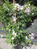 Rosa Sweet Siluetta ® - Ramblerrose Sweet Siluetta - Kordes Produktbild-Vorschau 3