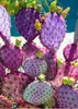 Semena Opuntia Santarita - balení 5 ks - Semena kaktusu - Náhled obrázku produktu 7