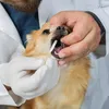 Wattestäbchen für Hunde,Ohrenstäbchen Hunde 2 Größe Produktbild-Vorschau 5