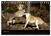 Whippets in Aktion (Tischkalender 2027 DIN A5 quer), Produktbild-Vorschau 4