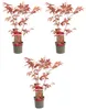 3 x Arce japonés de hojas rojas, tamaño 40 cm Vista previa de la imagen del producto 1