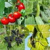 Gartengitter, Gurken, Bohnen, Klettertrauben, 167, 5 m, Produktbild-Vorschau 4