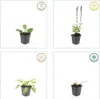 Zier-Salbei (Salvia nemorosa 'Mainacht') - Topfgröße 9 cm - Produktbild-Vorschau 4