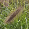 Erba Fontana Red Head 1L Anteprima dell’immagine prodotto 3