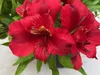 Inkalilie Colorita™ Kate - Astroemeria Colorita™ Kate - Produktbild-Vorschau 3