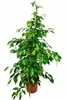 Birkenfeige Ficus Benjamina Exotica, 130–150 cm – Grande Voir les images du produit 4