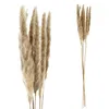 24x Pampasgras 4 Farben Dekogras H65-75 cm Trockenblume Produktbild-Vorschau 5