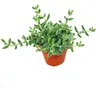 Kyselá okurka - Delosperma echinatum - 12cm květináč Náhled obrázku produktu 2