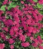 BALDUR Garten 20er Winterharter Bodendecker Phlox-Mix Produktbild-Vorschau 5