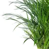 Goldfruchtpalme - pflegeleichte Zimmerpflanze, Areca Dypsis Produktbild-Vorschau 4