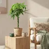 Pachira Aquatica avec tronc tressé – 80-90 cm – 21 cm – Voir les images du produit 4