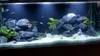 Rocce per Acquario Dark Rock 1 kg, pietre naturali per Anteprima dell’immagine prodotto 4