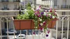 Plastard selbstwässernd Blumenkasten 80 cm 3er Set Produktbild-Vorschau 7