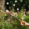 Profi-Partner Langstiel Gartenschere, Astschere mit Produktbild-Vorschau 15