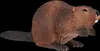 Animal Planet Biber Produktbild-Vorschau 4