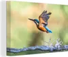 OneMillionCanvasses® - Leinwandbilder - 140x90 cm, Eisvogel Produktbild-Vorschau 1