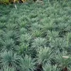 6 x Schillergras - Koeleria glauca  | Topf 9cm x 9cm Produktbild-Vorschau 2