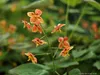 A close-up of several small orange flowers on a stem with a blurred green background. Produktbild-Vorschau
