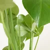 Bloomique - Monstera Deliciosa - Plante-gruyère- Plante Voir les images du produit 5