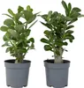 Adenium arabskie - 2 szt - Adenium obesum - Wysokość Podgląd zdjęcia produktu 1