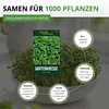 Gartenkresse Einfache Grüne Samen - Lepidium sativum - Produktbild-Vorschau 3