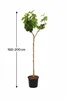 A potted fig tree with a height measurement indicator. Podgląd zdjęcia produktu