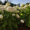 Hortensja Anabelle drzewiasta 2L Podgląd zdjęcia produktu 6