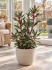 Tasmanischer Bergpfeffer ‘Red Spice’ – Drimys lanceolata, Produktbild-Vorschau 3