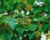 Paulownia tomentosa, Blauglockenbaum, 80–100 cm Produktbild-Vorschau 4