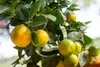 Food-United KALAMANSI FRUCHT-PÜREE Ponthier 1KG für Zitrus Produktbild-Vorschau 5