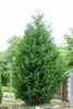 Cupressocyparis leylandii, Leyland-Zypresse, immergrün, Produktbild-Vorschau 10