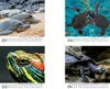 Wasserschildkrötenzauber Tischkalender 10x10cm für 2027 Produktbild-Vorschau 2