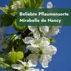 Meine Orangerie - Zwergobst Stämmchen Pflaume - gelbe Produktbild-Vorschau 2