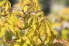 Acer palmatum 'Osakazuki', Japanischer Ahorn, leuchtend Produktbild-Vorschau 7