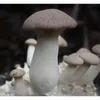 PLANTO Hlíva máčková (Pleurotus eryngii) 20 ks - podhoubí Náhled obrázku produktu 2