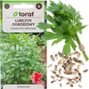 Nasiona ziół Lubczyk Ogrodowy zioła - Toraf 299 Podgląd zdjęcia produktu 6