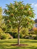 Esskastanie Castanea sativa 100–120 cm – winterharter Produktbild-Vorschau 1
