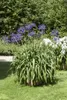 Agapanthus africanus, Schmucklilie, blau, ca. 9x9 cm Topf Produktbild-Vorschau 1