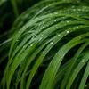 Stauden Gänge 3 x Hakonechloa macra im 1 Liter Topf - Produktbild-Vorschau 9