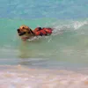 Hunter Hunde Schwimmweste Moss, Größe:M Produktbild-Vorschau 11