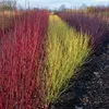 Green boutiQ - Heesters - Cornus alba Tricolour - Mix van Voir les images du produit 5