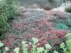 Stauden Gänge 1 x Acaena microphylla ’Kupferteppich’ - Produktbild-Vorschau 7